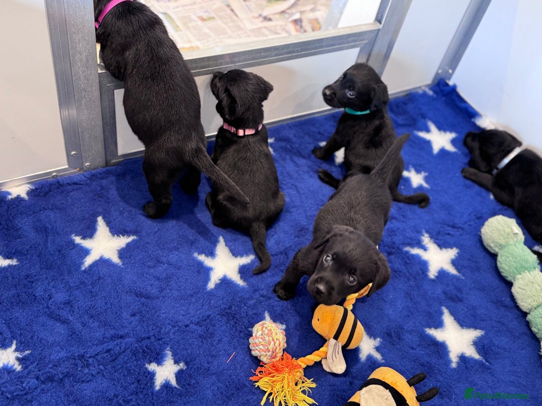 Labrador Retriever dogs for sale: Gorgeous KC Registered Labrador Retriever Puppies - Image 14