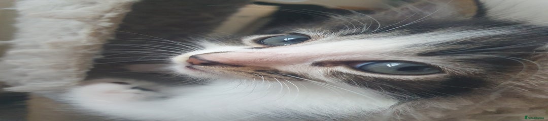 British Shorthair Kitten 1