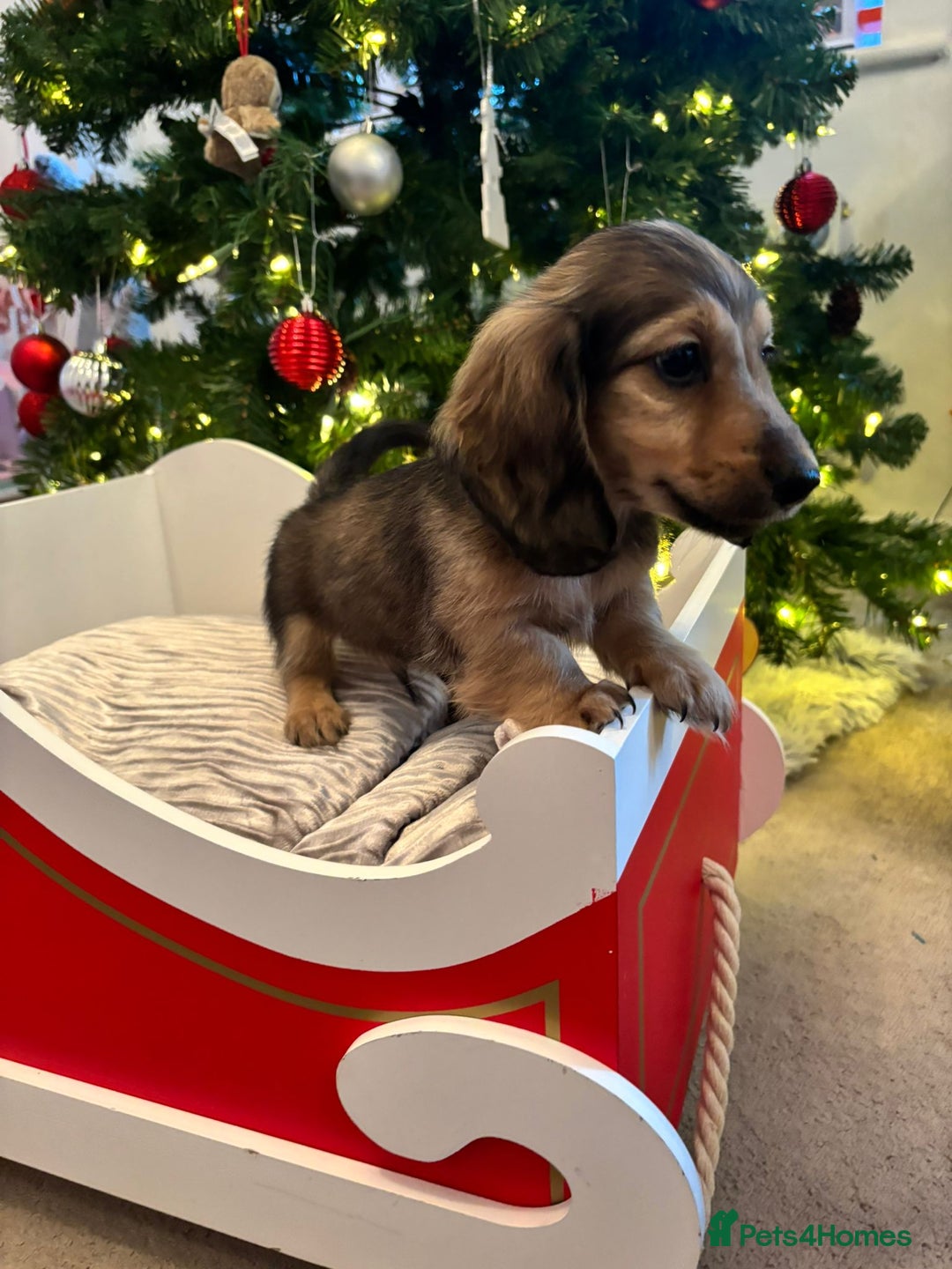 Miniature Dachshund dogs for sale: 🩷LAST GIRL🩷Shaded Cream,Long Hair,Mini Dachshund - Advert 12