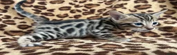 Bengal cats for sale: Beautiful Litter of Bengal Kittens - TICA Reg - Advert 26