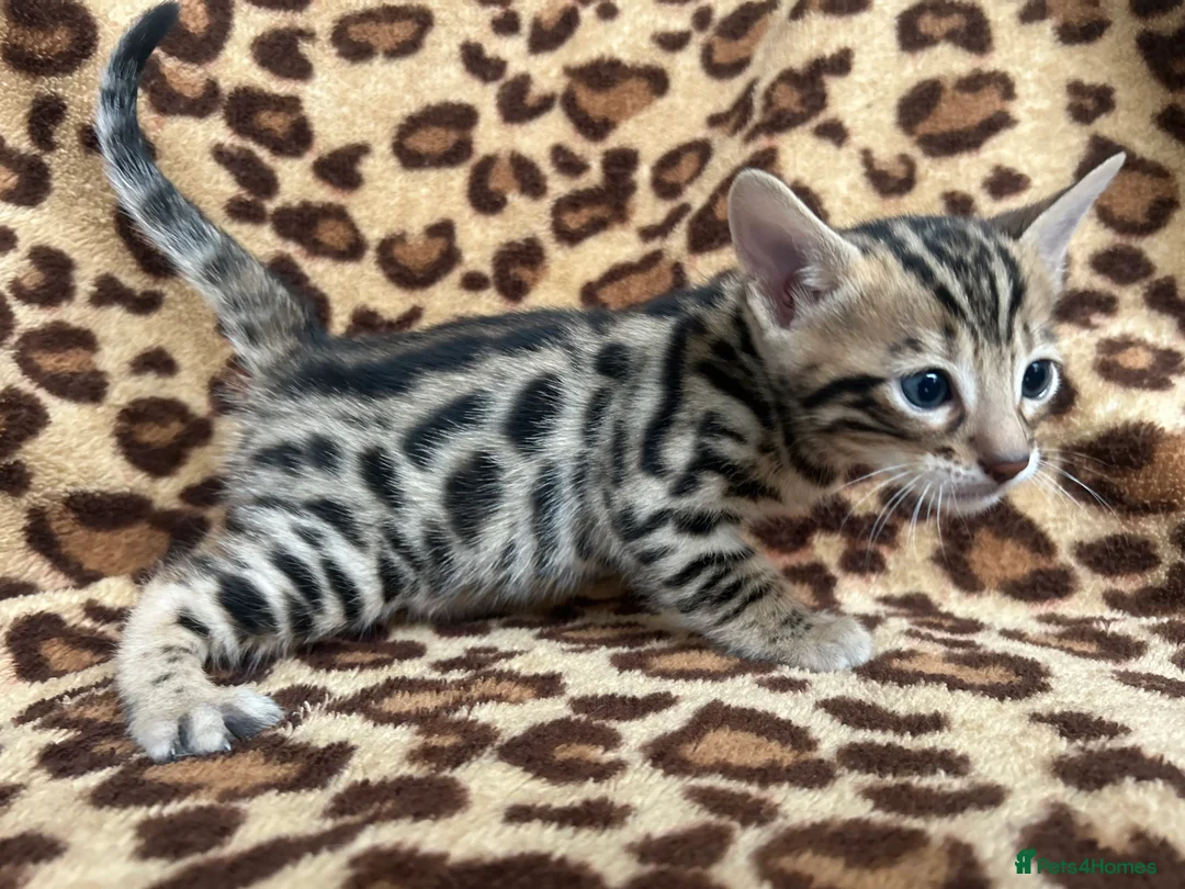 Bengal cats for sale: Beautiful Litter of Bengal Kittens - TICA Reg - Advert 26