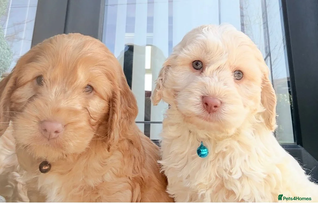 Cockapoo dogs for sale: Stunning COCKAPOO F1b - Advert 2