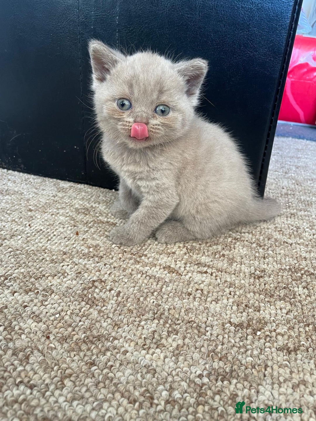 British Shorthair cats for sale: British Lilac Shorthair Kitten Male - Image 9