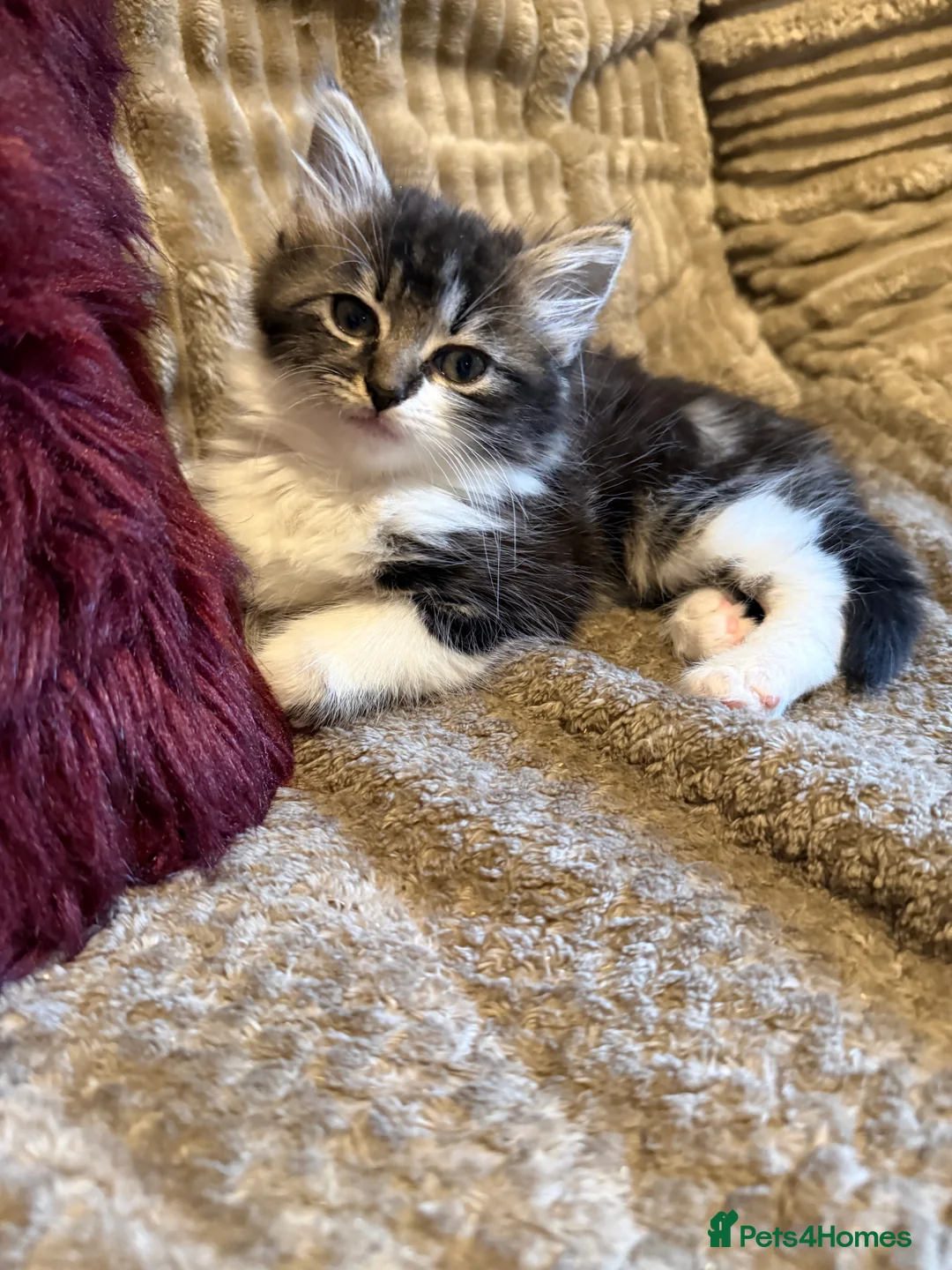 Mixed Breed cats for sale: 4 Adorable Fluffy kittens- ready for new homes - Advert 27