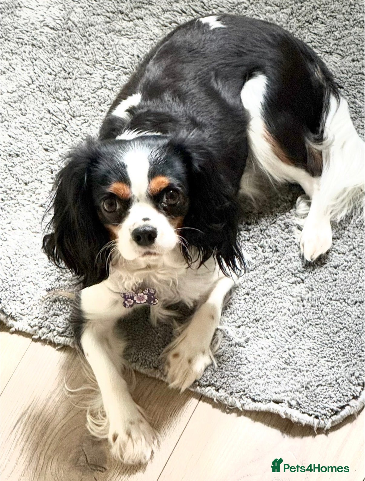 Cavapoo dogs Beautiful Cavapoo Puppy available  - Advert 5