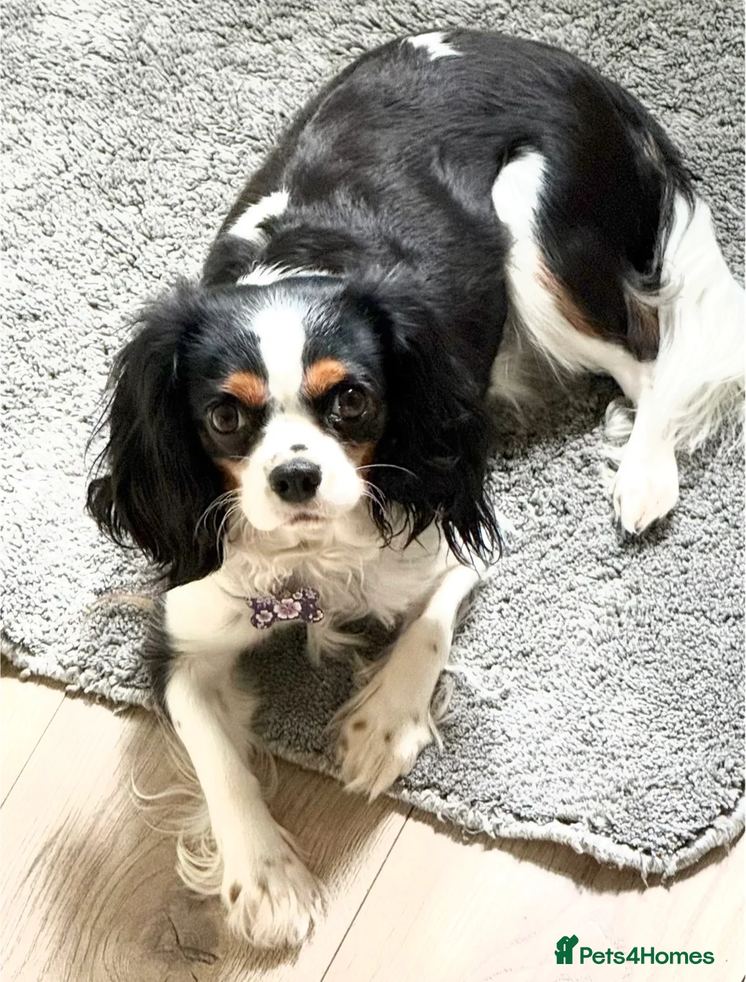 Cavapoo dogs for sale: Beautiful Cavapoo Puppy available  - Advert 1