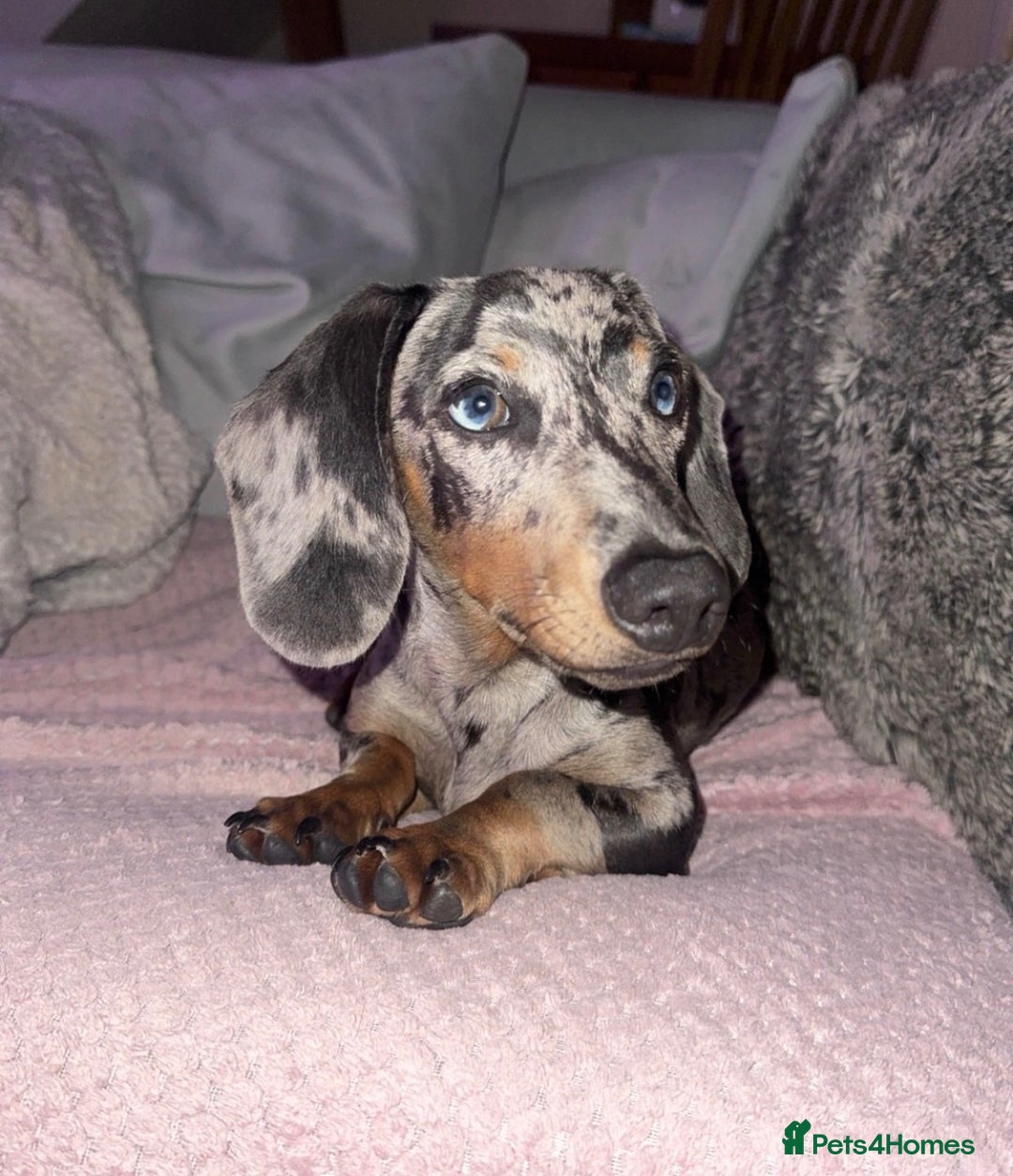 Dachshund dogs for sale: Reggie  - Advert 1