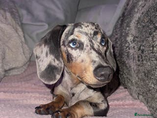 Dachshund dogs Reggie - Advert 5