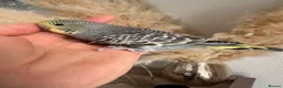 Budgerigars birds for sale: Hand Tame male baby budgies   - Advert 9
