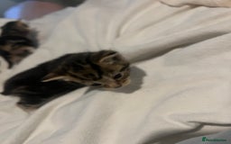 Mixed Breed cats for sale: 3 beautiful fluffy kittins  - Image 5