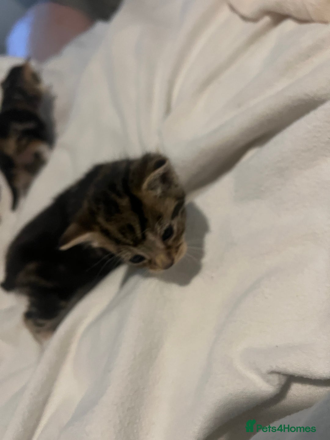 Mixed Breed cats for sale: 3 beautiful fluffy kittins  - Image 5