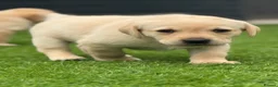 Labrador Retriever dogs for sale: Labrador puppies  - Advert 9