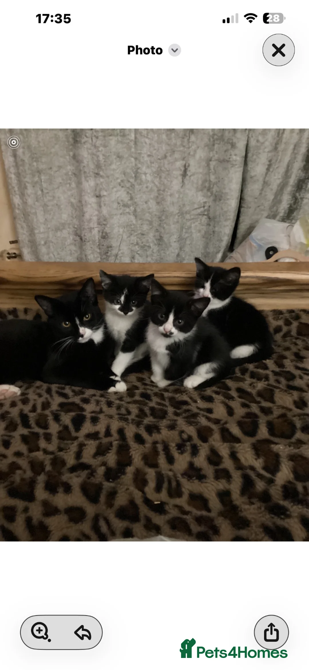 Mixed Breed cats for sale: Kitten ready now  in Evesham - Advert 2