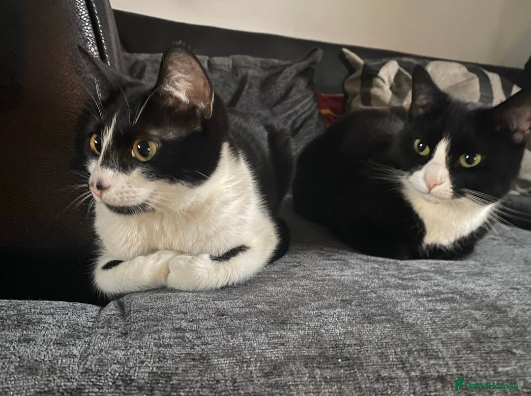 Mixed Breed cats for sale: 2 bonded female cats rehoming - Advert 2