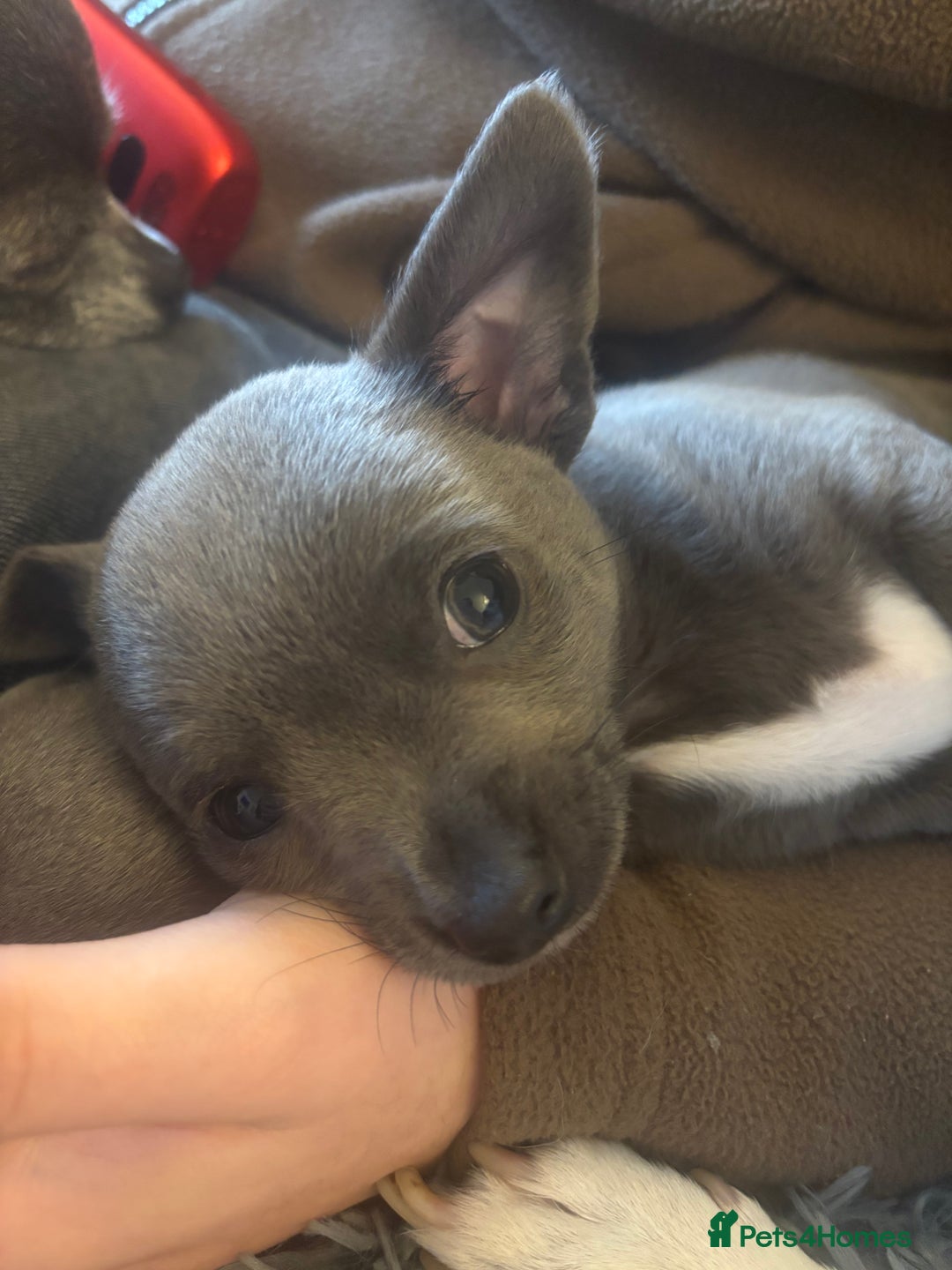 Chihuahua dogs for sale: Blue chihuahua puppies - Advert 8