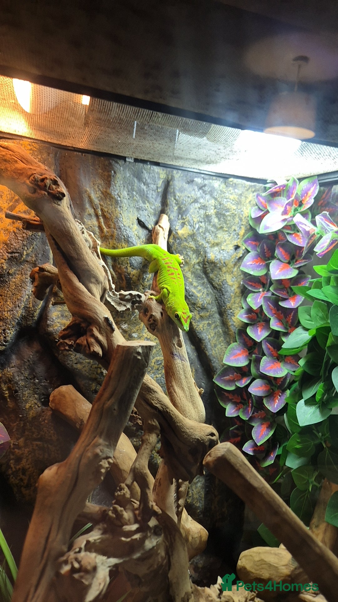 Gecko reptiles Madagascan day geckos and set up - Advert 9