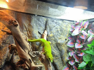 Gecko reptiles Madagascan day geckos and set up - Advert 2