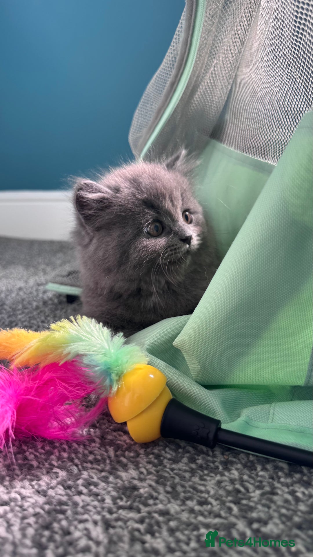 British Longhair cats for sale: British longhair ready for home in Watford - Image 5