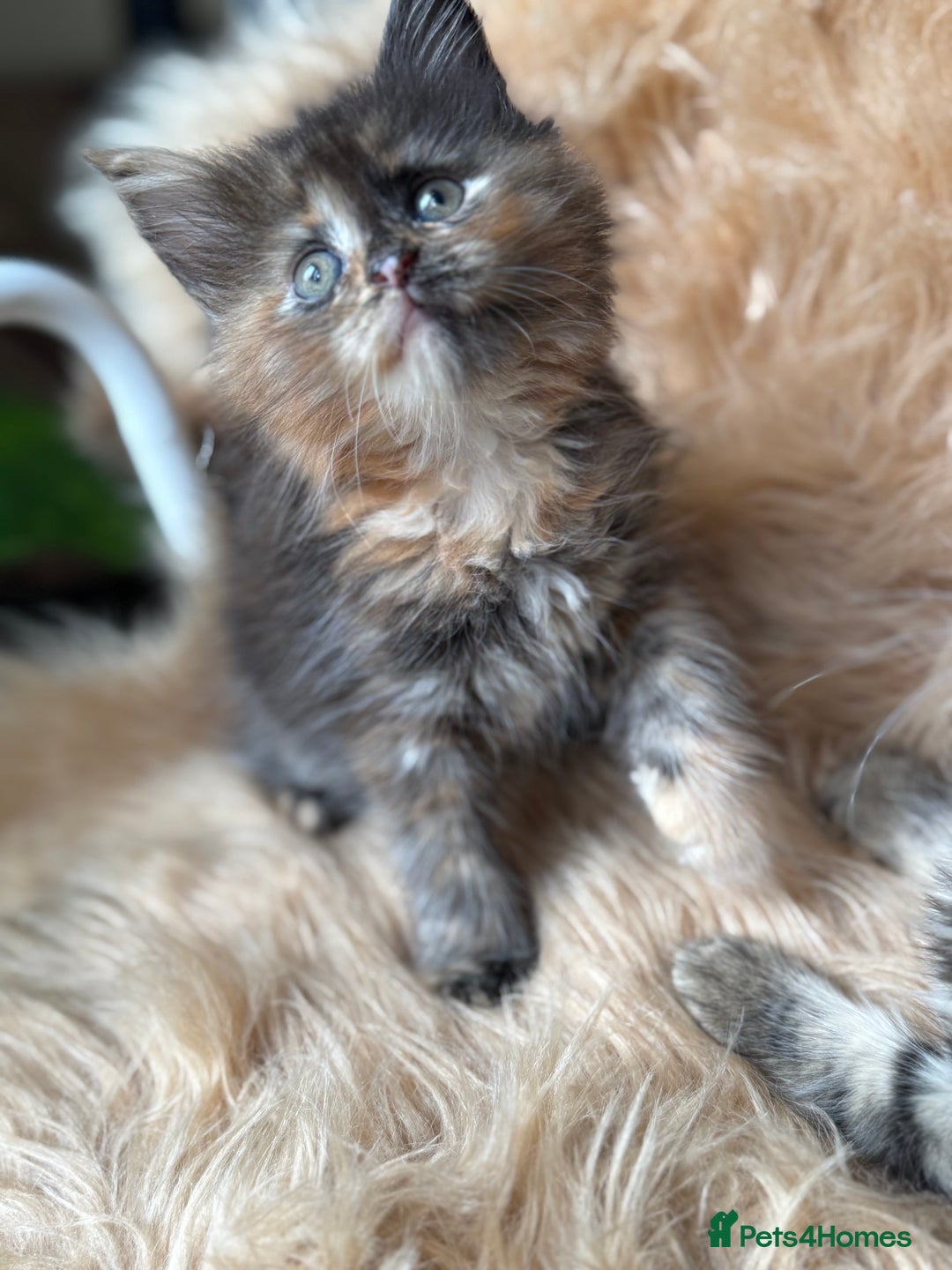 Maine Coon cats for sale: Stunning Mainecoon kittens ready now!!!! - Image 10