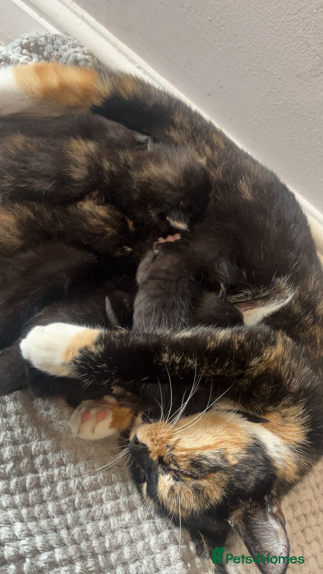 Mixed Breed cats for sale: Calico mixed breed - Image 3