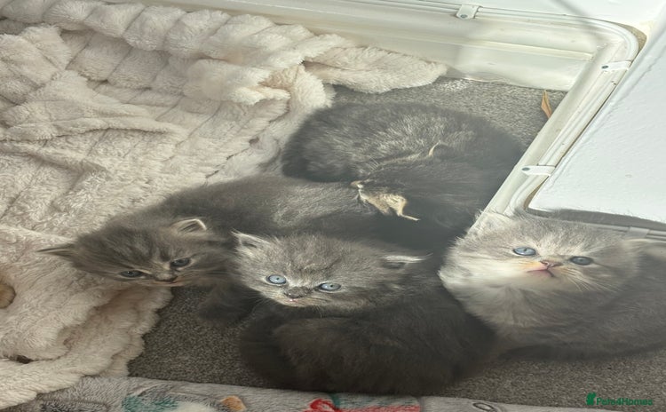 Mixed Breed cats - Advert 1