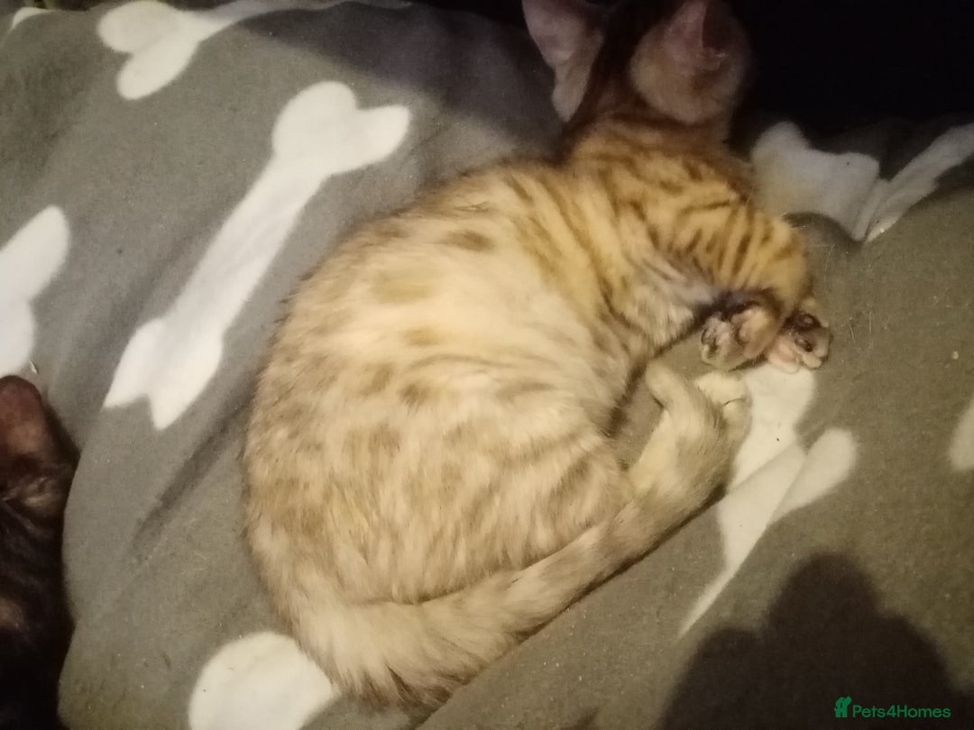 Mixed Breed cats for sale: Cute and Playful Kittens - Advert 39