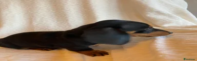 Miniature Dachshund 1