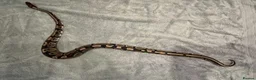 Python Snake reptiles for sale: Royal/Ball Python - with vivarium etc in Worcester - Advert 4