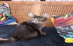 Maine Coon cats for sale: Maine coon purebred pedigre xl in Barnsley - Image 31