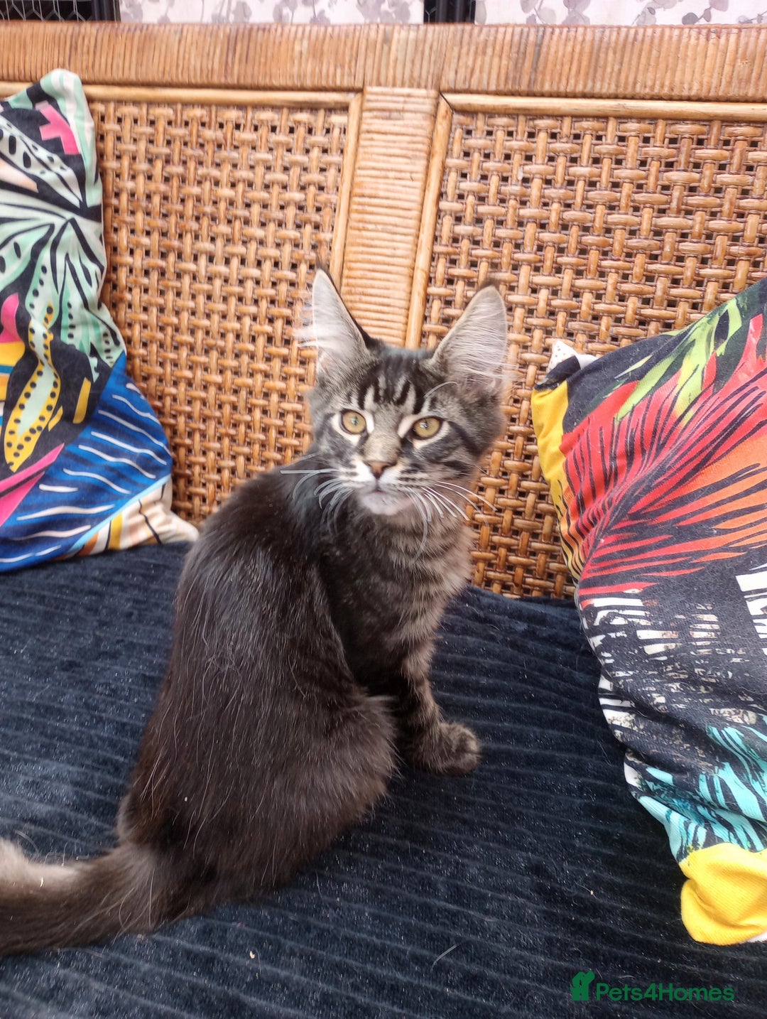 Maine Coon cats for sale: Maine coon purebred pedigre xl in Barnsley - Image 31