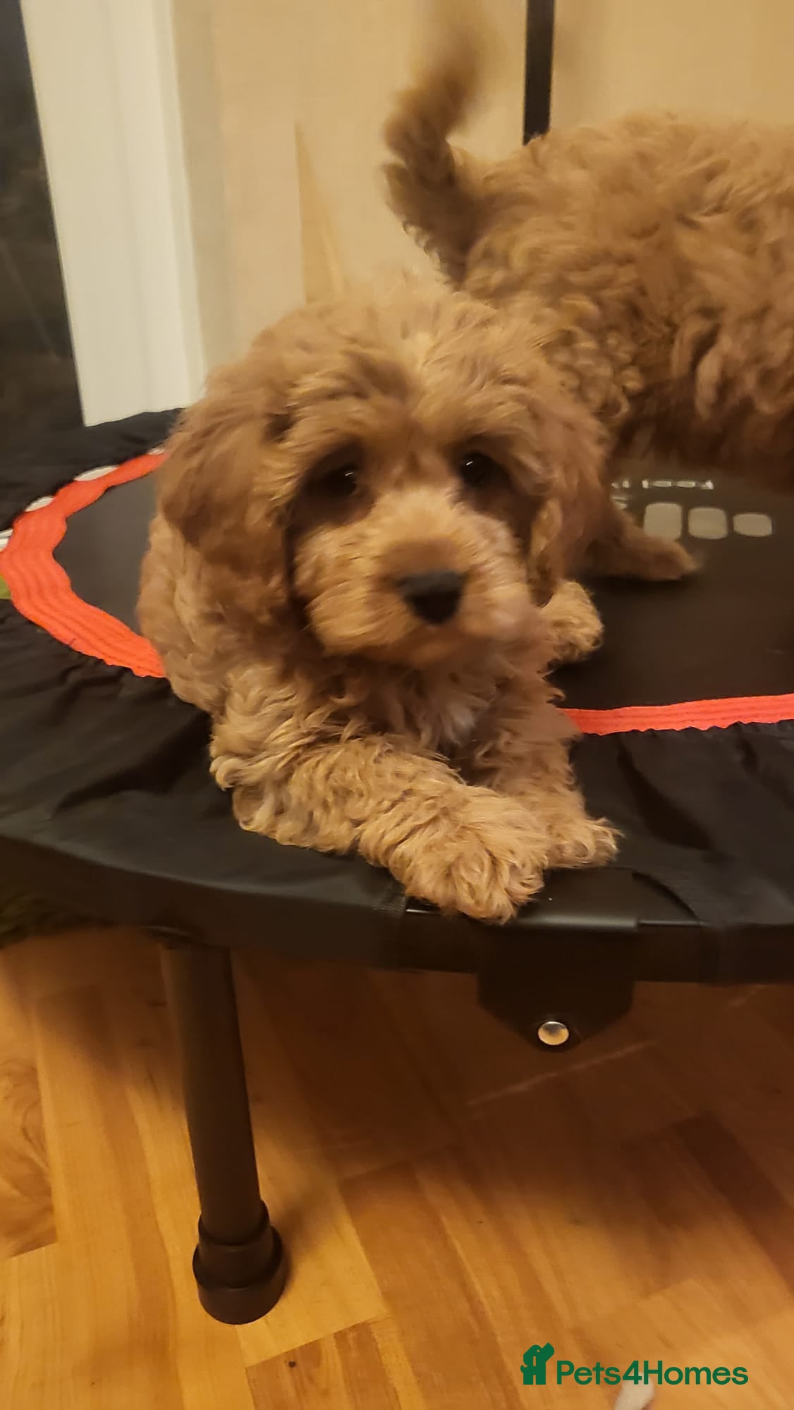 Cavapoo dogs Exquisite F1 Cavapoo Puppies - Advert 15