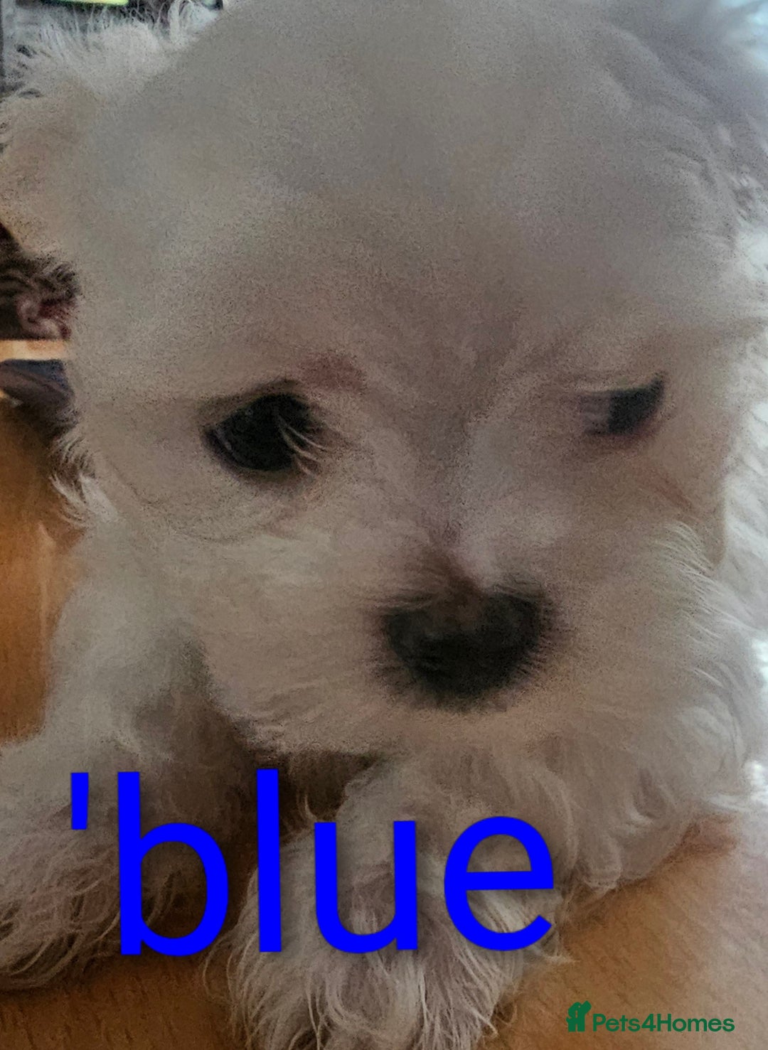 Maltese dogs for sale: 1 Amazing Maltese pup available  - Image 9