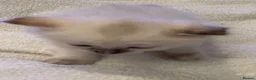 Ragdoll cats for sale: 🐾 Beautiful Ragdoll Girls rare colours 🐾 - Advert 8