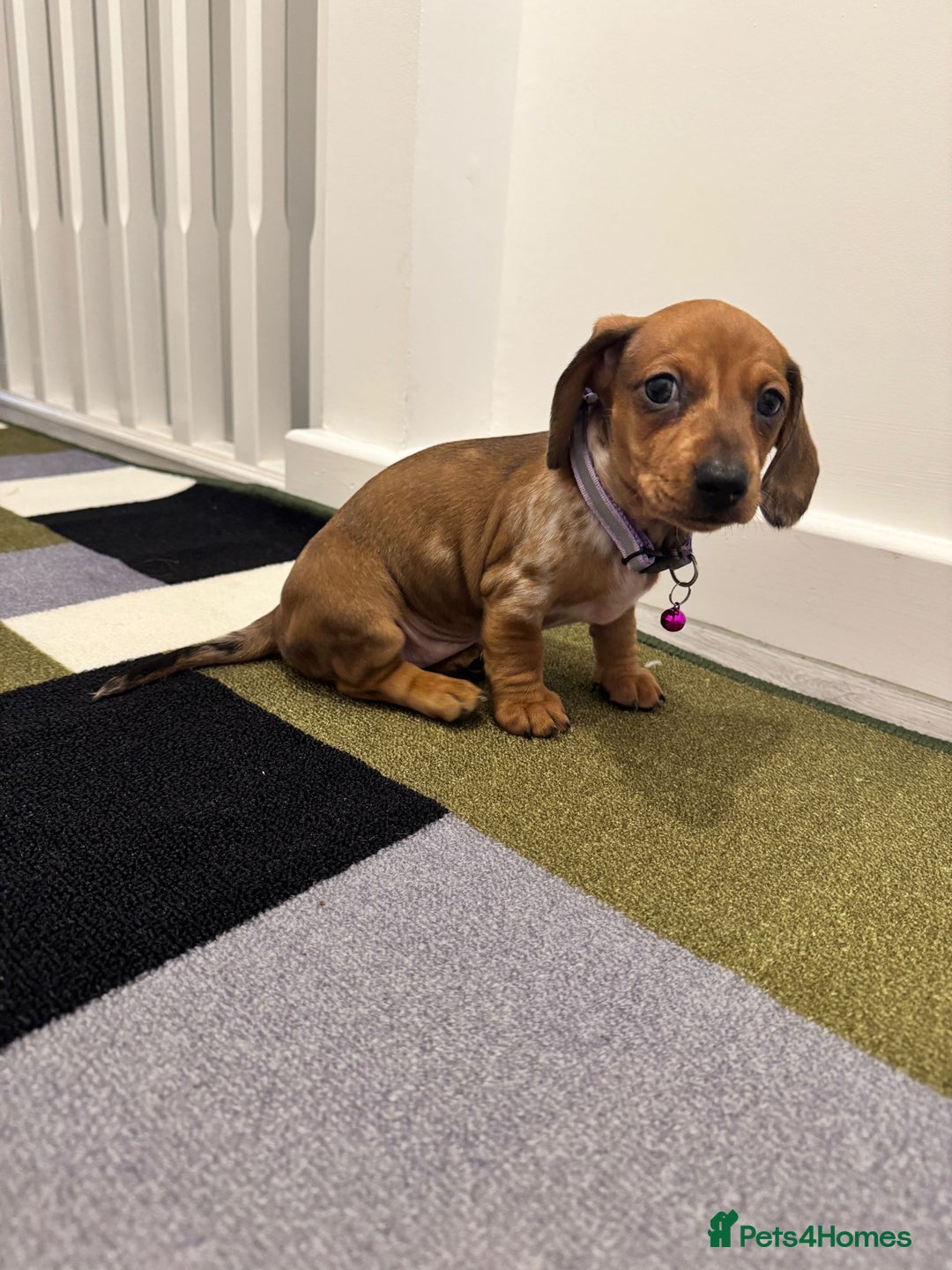 Dachshund dogs for sale: Dachshund female and male puppies  - Image 11