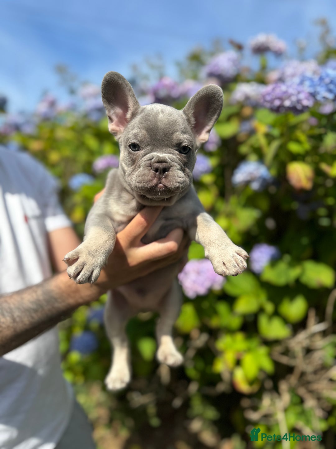 French Bulldog dogs for sale: Quality lilac Merle French bulldogs  - Image 5