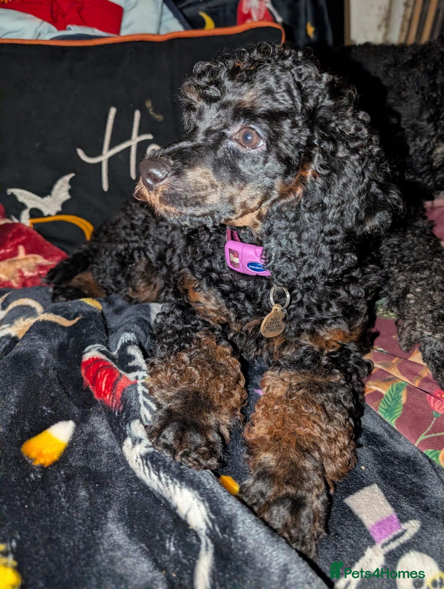 Miniature Poodle dogs for sale: Miniature KC poodles  - Advert 10