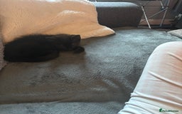 Mixed Breed cats for sale: FUR BABIES READY FOR THERE FOREVER HOMES  - Image 1