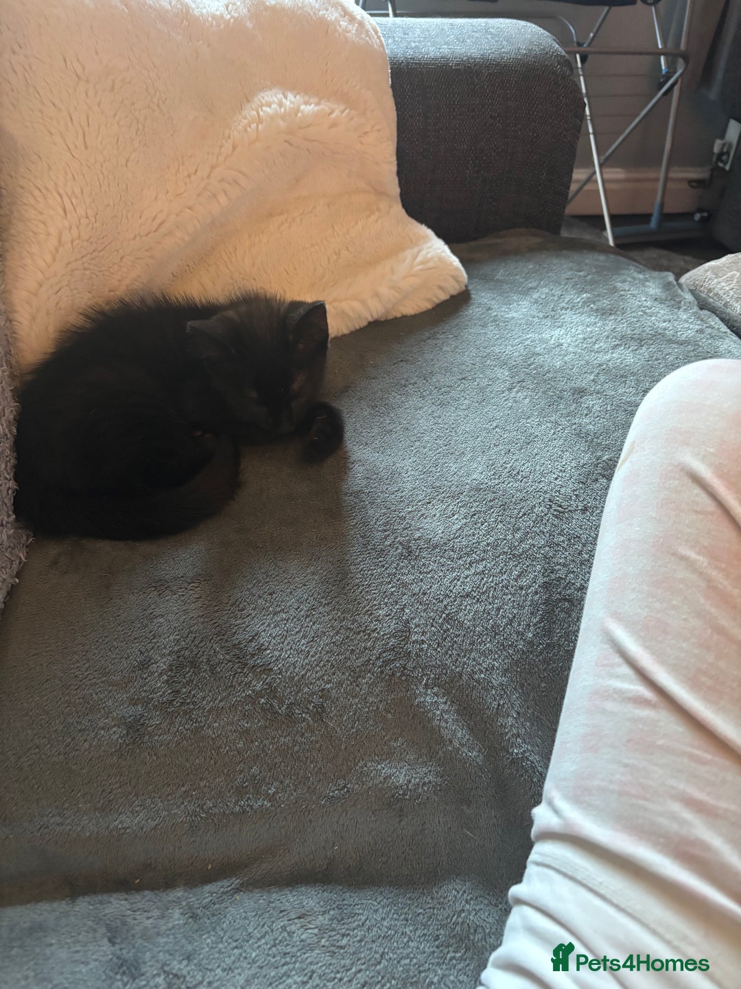 Mixed Breed cats for sale: FUR BABIES READY FOR THERE FOREVER HOMES  - Image 1