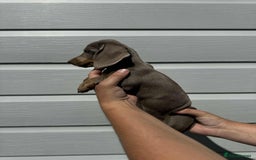 Miniature Dachshund dogs for sale: Miniature Dachsund puppies (licensed breeder) - Image 9