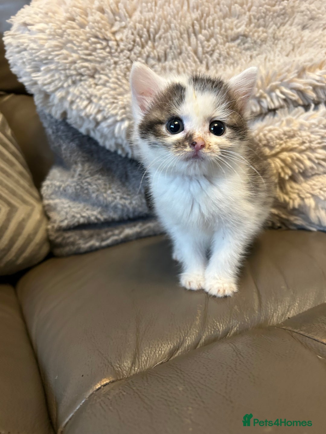 Mixed Breed cats for sale: 4 beautiful female kittens  - Advert 9