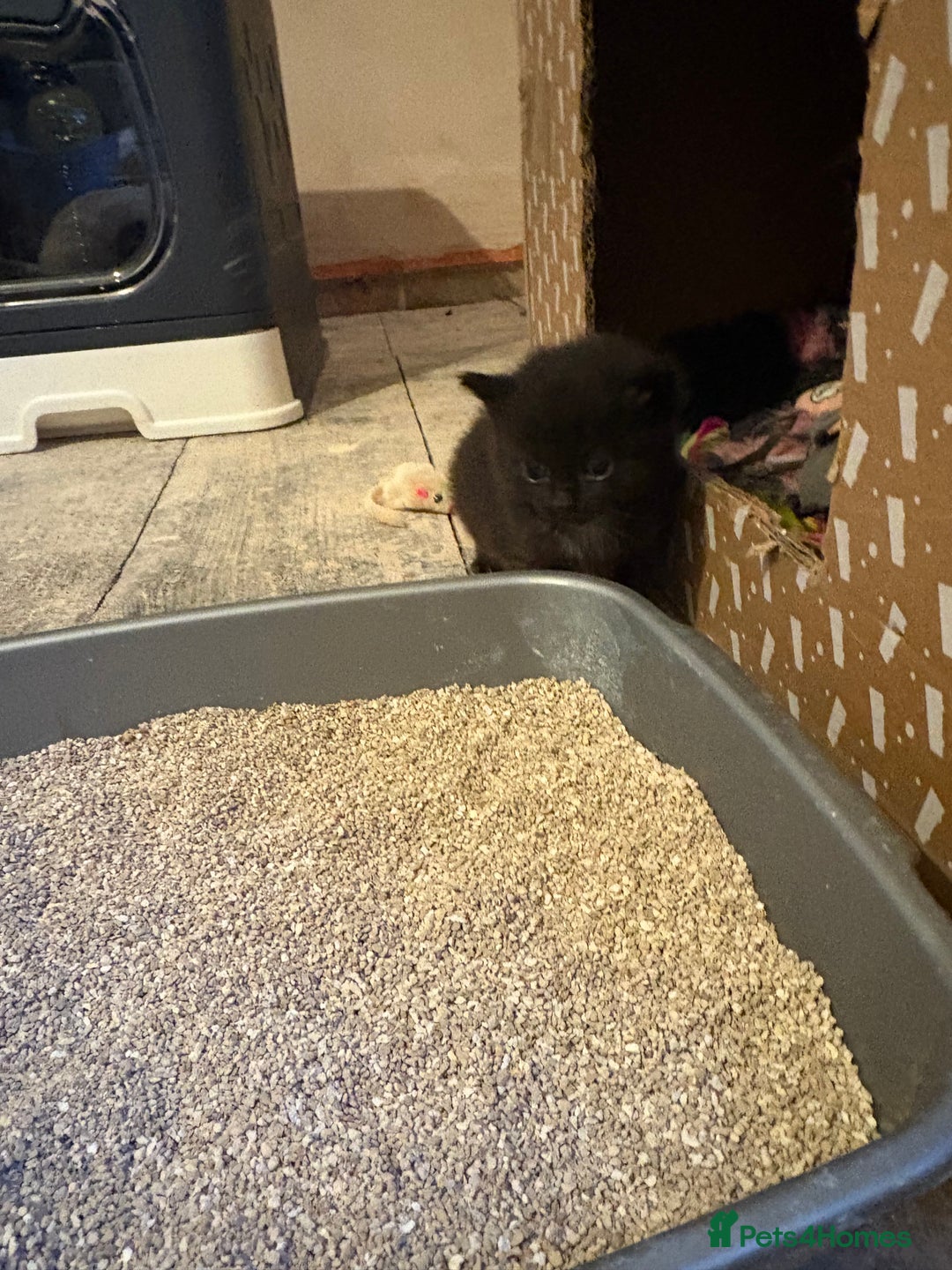 Ragdoll cats for sale: Half Ragdoll kittens  - Image 3
