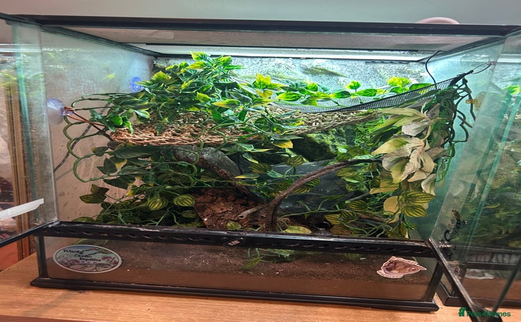 Gecko reptiles - Advert 3