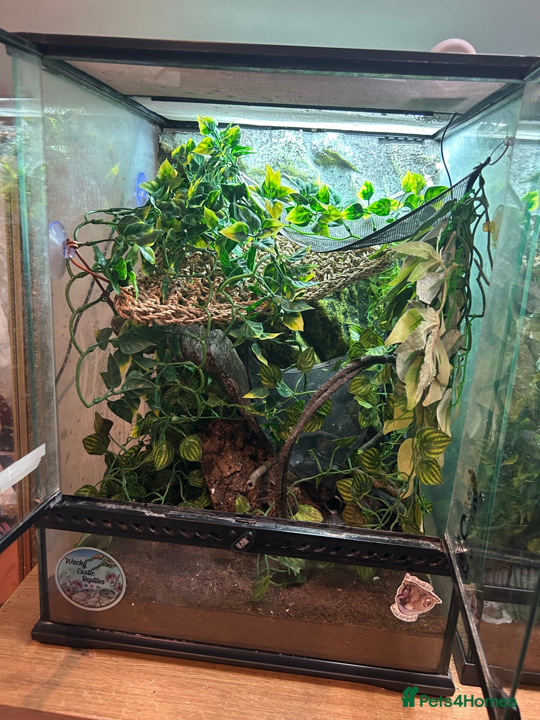 Gecko reptiles for sale: Female crested gecko with full vivarium - Image 1