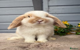 Mini Lop rabbits for sale: Stunning mini lop babies - Image 6