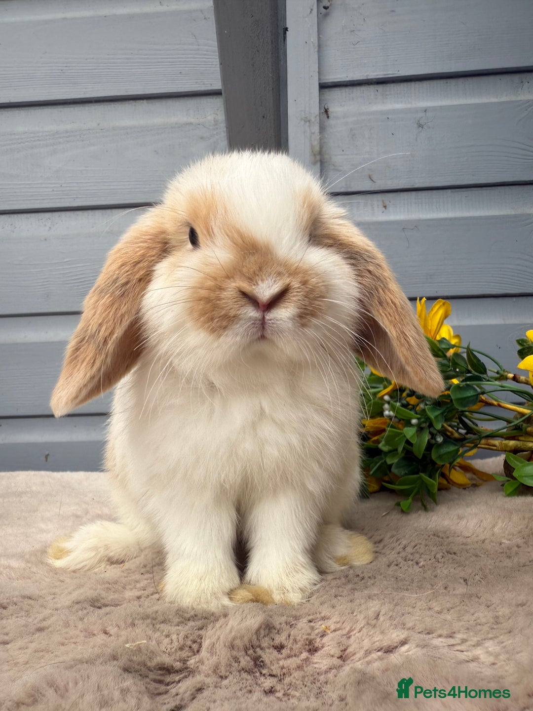 Mini Lop rabbits for sale: Stunning mini lop babies - Image 6