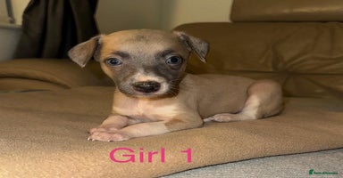 Whippet dogs Beautiful KC Whippet puppies  - Advert 16