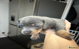 Miniature Dachshund dogs for sale: Miniature dachshund - Image 7