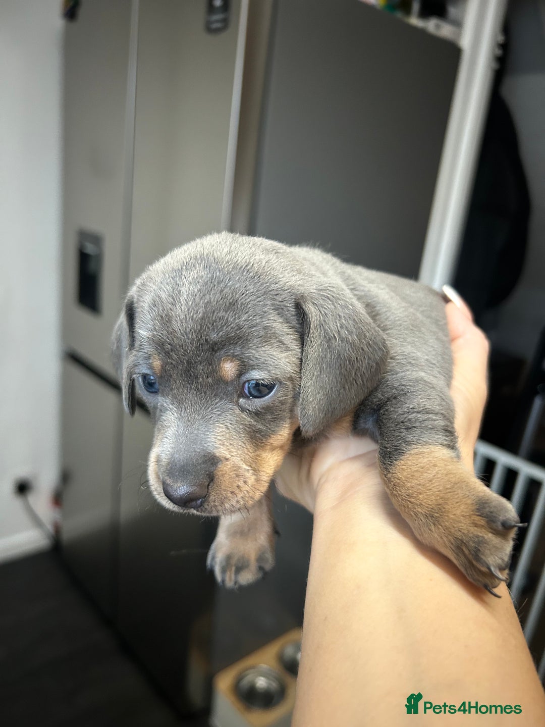 Miniature Dachshund dogs for sale: Miniature dachshund - Image 7