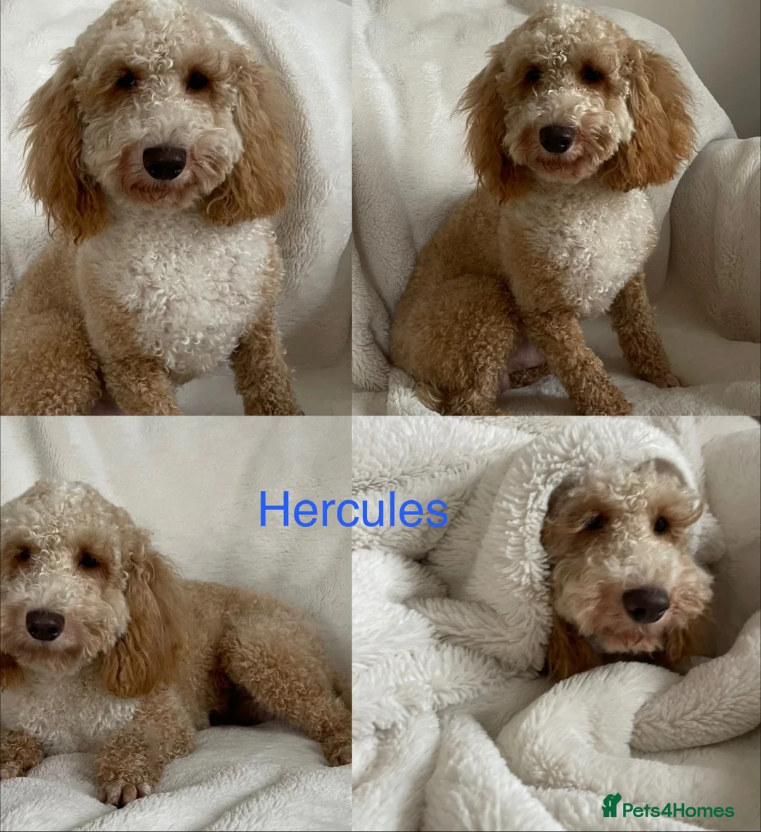 Mini Goldendoodle dogs for sale: Stunning Miniature Goldendoodle Puppies - Advert 5
