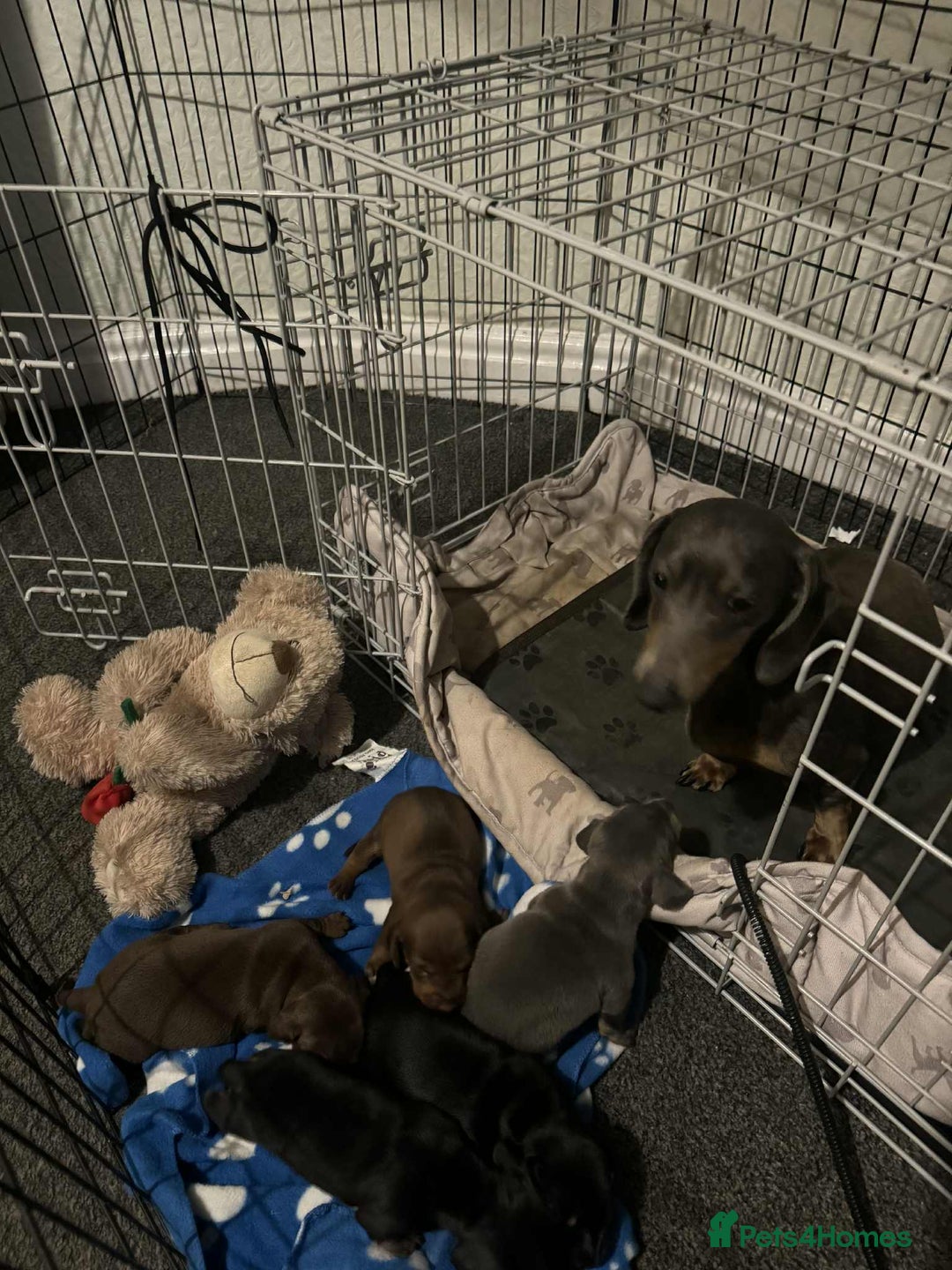 Miniature Dachshund dogs for sale: Miniature Dachshund Puppies - Image 2